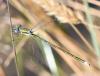 Lestes virens